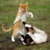 Cats Fighting Diamond Painting