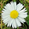Common Daisy Diamond Painting