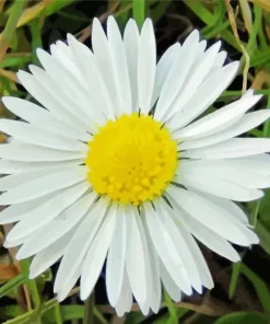 Common Daisy Diamond Painting