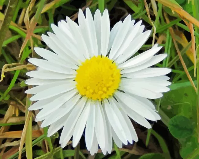 common daisy diamond paints Common Daisy Diamond Painting