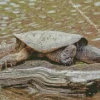 Common Snapping Turtle Diamond Painting