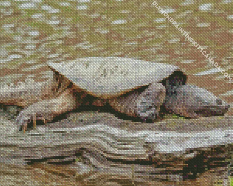 common snapping turtle Diamond By Numbers Common Snapping Turtle Diamond Painting