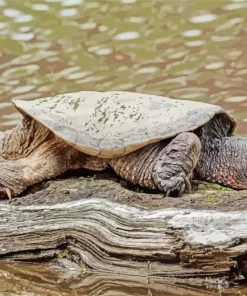 Common Snapping Turtle Diamond Painting