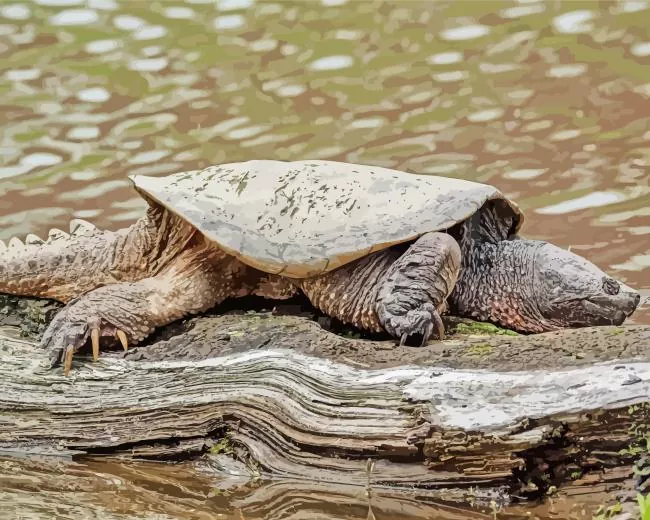 common snapping turtle Diamond Paintings
