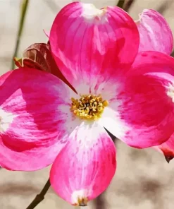 Flowering Dogwood Diamond Painting