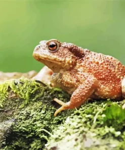 Frog On A Rock Diamond Painting