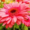 Gerbera Daisy Diamond Painting