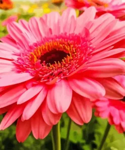 Gerbera Daisy Diamond Painting