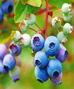 Huckleberry Plant Diamond Painting