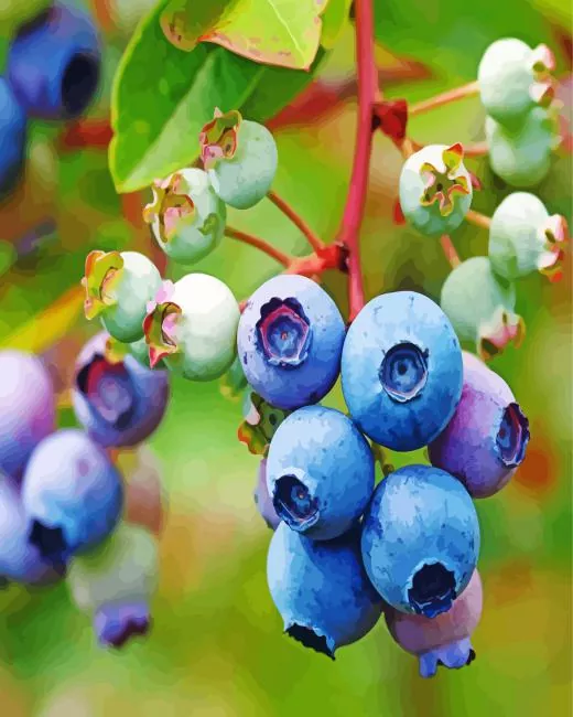huckleberry plant Diamond Paints Huckleberry Plant Diamond Painting