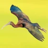 Ibis Bird Flying Diamond Painting