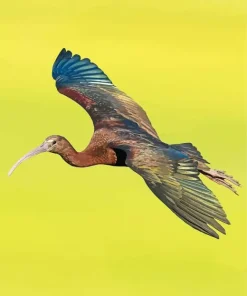 Ibis Bird Flying Diamond Painting