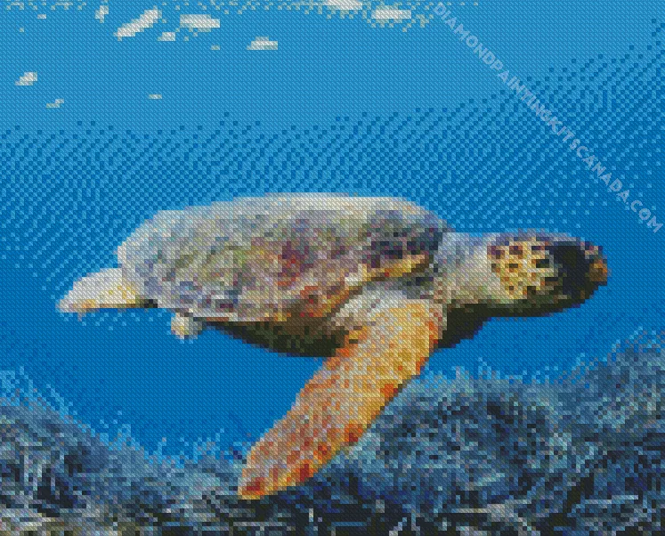 loggerhead sea turtle Diamond By Numbers Loggerhead Sea Turtle Diamond Painting