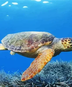 Loggerhead Sea Turtle Diamond Painting