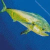 Mahi Mahi Fish Diamond Painting