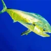 Mahi Mahi Fish Diamond Painting