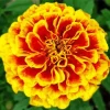 Marigold Flower Diamond Painting