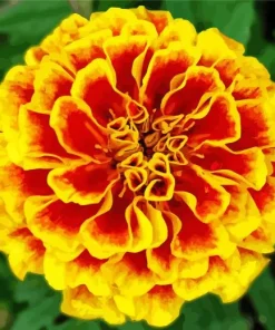 Marigold Flower Diamond Painting