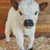 Miniature Cow Diamond Painting