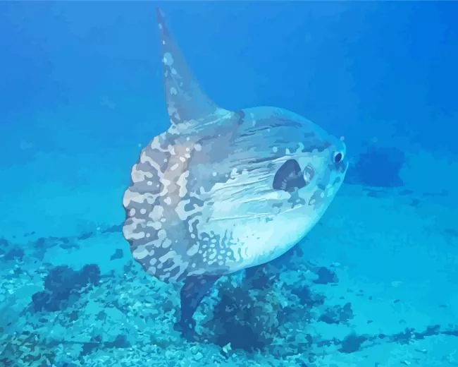 mola fish Diamond By Numbers
