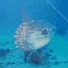 Mola Fish Diamond Painting