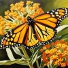 Monarch Butterfly Art Diamond Painting