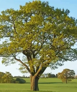 Oak Tree Diamond Painting