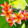 Peach Plumeria Flowers Diamond Painting