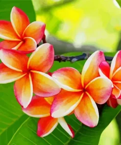 Peach Plumeria Flowers Diamond Painting
