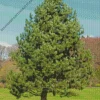 Pine Tree Diamond Painting