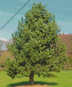Pine Tree Diamond Painting