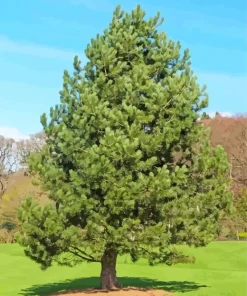 Pine Tree Diamond Painting