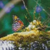 Rainbow Butterfly Diamond Painting