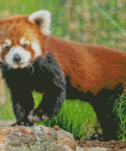 Red Panda Diamond Painting