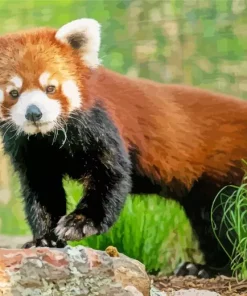 Red Panda Diamond Painting