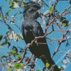 Red Tailed Black Cockatoo Diamond Painting