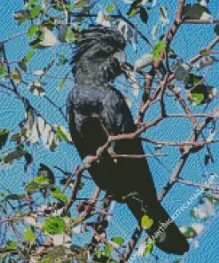 Red Tailed Black Cockatoo Diamond Painting