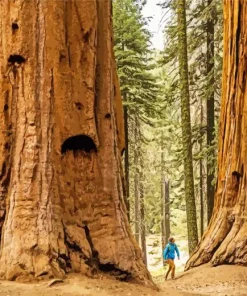 Redwood Trees Diamond Painting