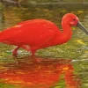 Scarlet Ibis Bird Diamond Painting