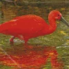Scarlet Ibis Bird Diamond Painting