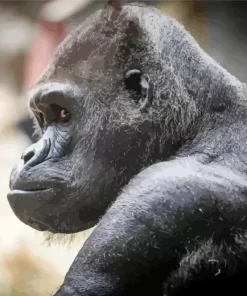 Silverback Gorilla Diamond Painting
