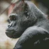 Silverback Gorilla Diamond Painting