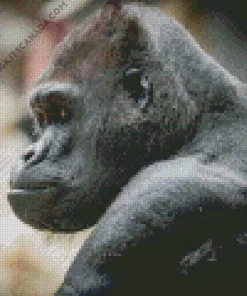 Silverback Gorilla Diamond Painting