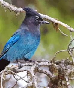 Stellers Jay Bird Diamond Painting
