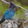 Stellers Jay Bird Diamond Painting