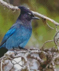 Stellers Jay Bird Diamond Painting