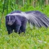 Striped Skunk Diamond Painting