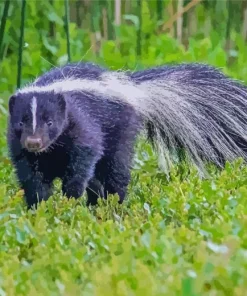 Striped Skunk Diamond Painting