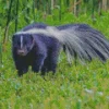 Striped Skunk Diamond Painting