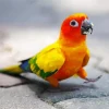 Sun Conure Bird Diamond Painting